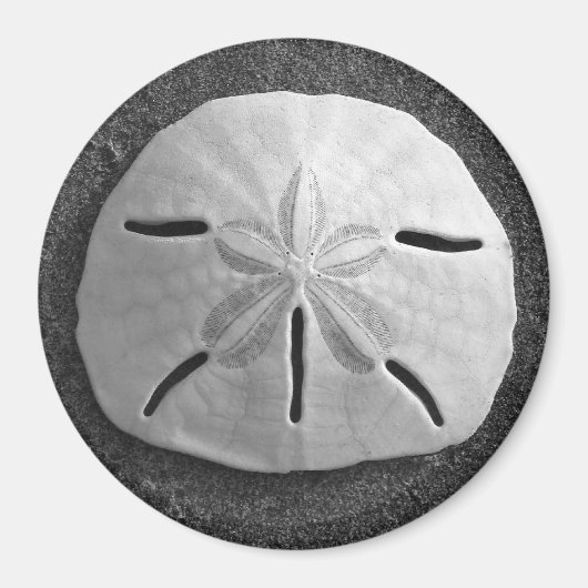 Zee Shell Beach Magnet Sand Dollar Magneet (Voorkant)