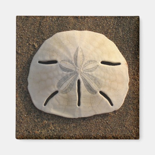Zee Shell Beach Magnet Sand Dollar Magneet (Voorkant)