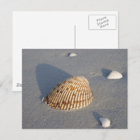 Zee Shell Briefkaart (Voorkant / Achterkant)