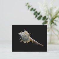 Zee Shell Briefkaart – Fotografie door Freyja