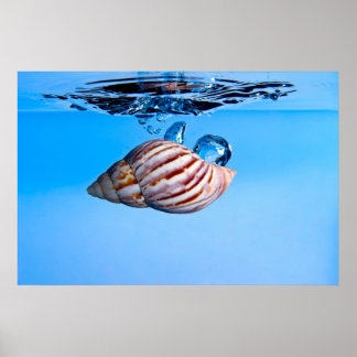 Zee Shell Drop in Water Poster