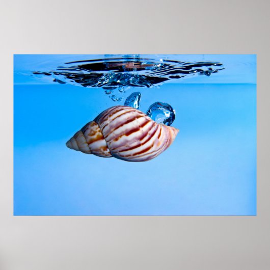 Zee Shell Drop in Water Poster (Voorkant)
