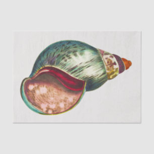 Zee Shell Illustratie door George Shaw Tissuepapier