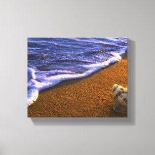Zee Shell in Surf Zone Canvas Afdruk