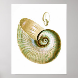 Zee Shell no.11 Beach Decor Art Print