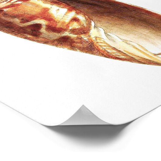 Zee Shell no.5 Beach Decor Art Print (Hoek)