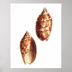 Zee Shell no.5 Beach Decor Art Print