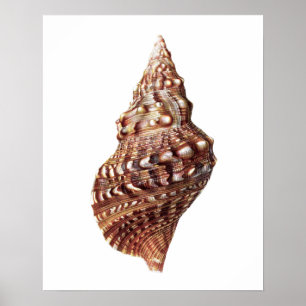 Zee Shell nr. 1 de Druk van de Kunst van het Bedie Poster