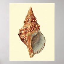 Zee Shell nr. 3 Coastal Decor Wall Art