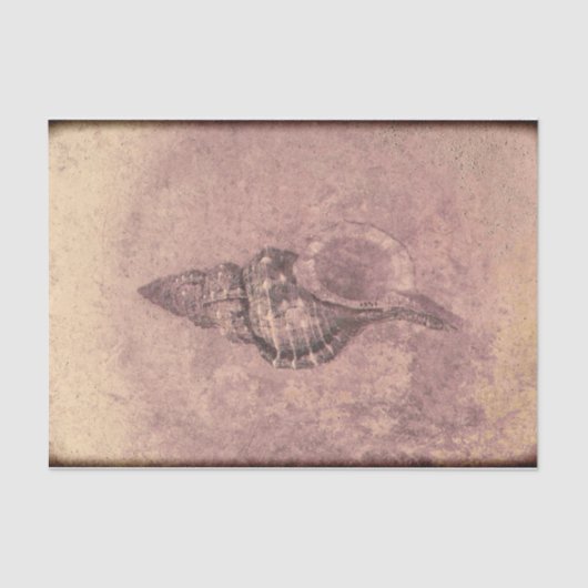 Zee Shell Ocean Beach Grunge Texture Tissuepapier (Voorkant)