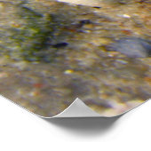 Zee Shell Poster (Hoek)