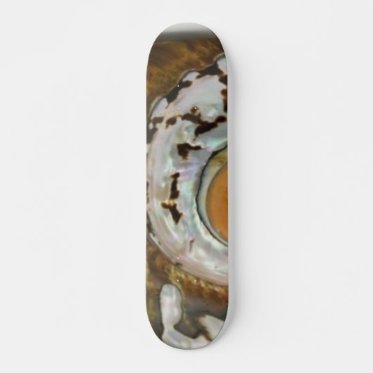 Zee Shell Skateboard (Voorkant)