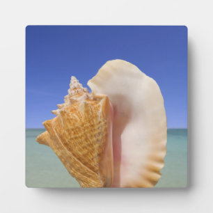 Zee Shell Sluiten Fotoplaat
