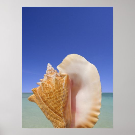 Zee Shell Sluiten Poster (Voorkant)