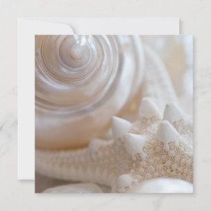 Zee Shell & Starfish Background - Beach Shells