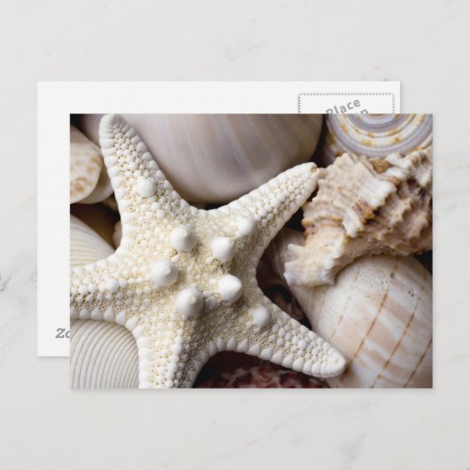 Zee Shell Starfish Background - Beach Shells Briefkaart (Voorkant / Achterkant)