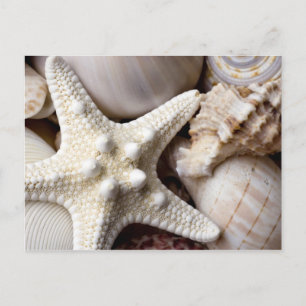 Zee Shell Starfish Background - Beach Shells Briefkaart