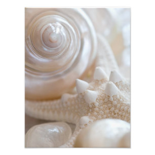 Zee Shell & Starfish Background - Beach Shells Foto Afdruk