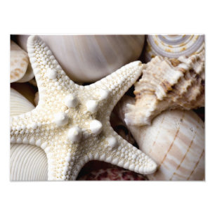 Zee Shell Starfish Background - Beach Shells Foto Afdruk
