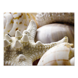 Zee Shell Starfish Background - Beach Shells Foto Afdruk