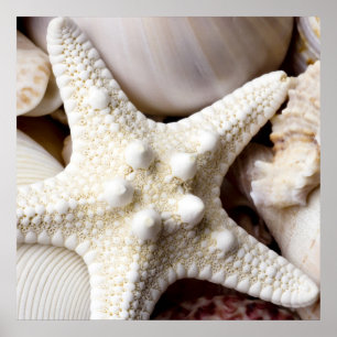 Zee Shell Starfish Background - Beach Shells Poster