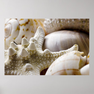 Zee Shell Starfish Background - Beach Shells Poster