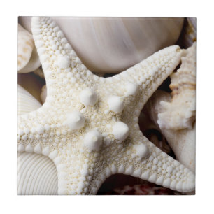 Zee Shell Starfish Background - Beach Shells Tegeltje