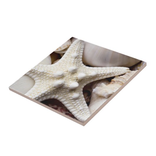 Zee Shell Starfish Background - Beach Shells Tegeltje (Zijkant)