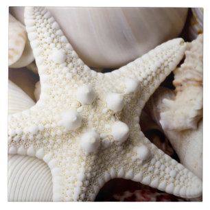 Zee Shell Starfish Background - Beach Shells Tegeltje