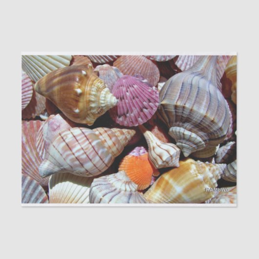 Zee Shell Tissue Paper - HAMbyWG Tissuepapier (Voorkant)