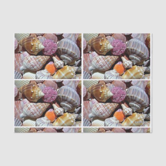 Zee Shell Tissue Paper - HAMbyWG Tissuepapier (Voorkant)