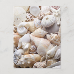 Zee Shell van Florida - Achtergrond - Aangepast ba Briefkaart