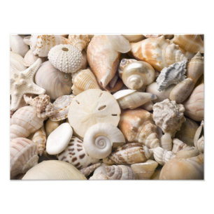 Zee Shell van Florida - Achtergrond - Aangepast ba Foto Afdruk