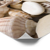 Zee Shell van Florida - Achtergrond - Aangepast ba Poster (Hoek)