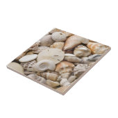 Zee Shell van Florida - Achtergrond - Aangepast ba Tegeltje (Zijkant)