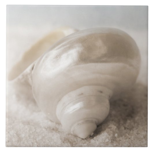 Zee Shell van Florida - Achtergrond - Aangepast ba Tegeltje (Voorkant)