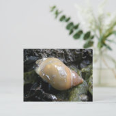 Zee Slak, Unalaska Island Briefkaart (Staand voorkant)