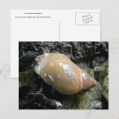 Zee Slak, Unalaska Island Briefkaart (Voorkant / Achterkant)