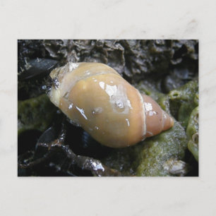 Zee Slak, Unalaska Island Briefkaart