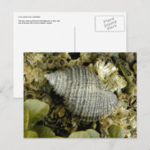 Zee Slak, Unalaska Island Briefkaart (Voorkant / Achterkant)