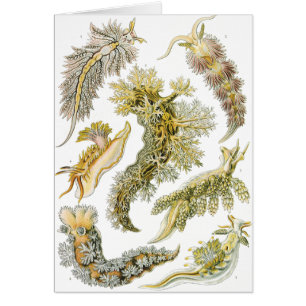Zee slakken door Ernst Haeckel, Oude Nudibranchia