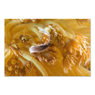 Zee Slug op geel annemon Foto Afdruk