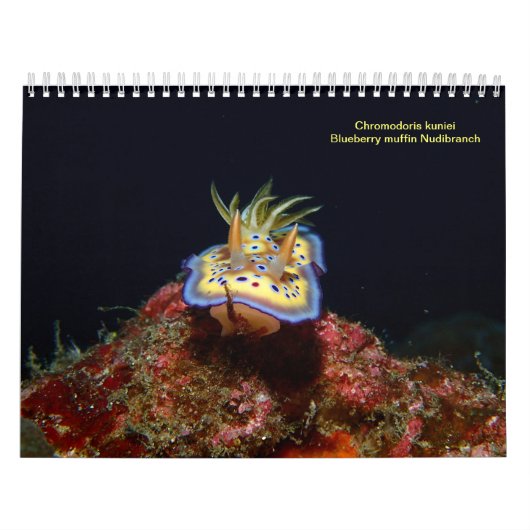 Zee Slugs Kalender (Hoes)