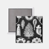 Zee Sponge-crème op zwart Magneet (Voorkant / Achterkant)