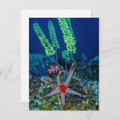 Zee Star en Tunicate Briefkaart (Voorkant / Achterkant)