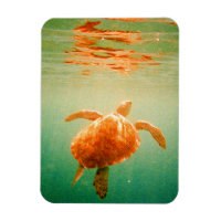 Zee Turtle 3"x4" Photo Magnet