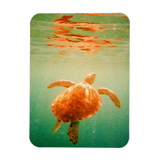 Zee Turtle 3"x4" Photo Magnet Magneet (Verticaal)