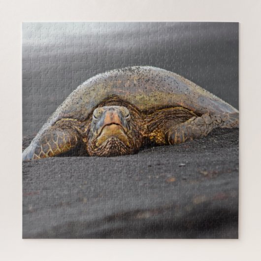 Zee Turtle Black Sand Beach Hawaï - 20x20- 676 pc Legpuzzel (Verticaal)