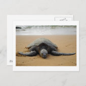 Zee Turtle Briefkaart (Voorkant / Achterkant)