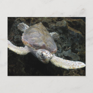 Zee Turtle Briefkaart